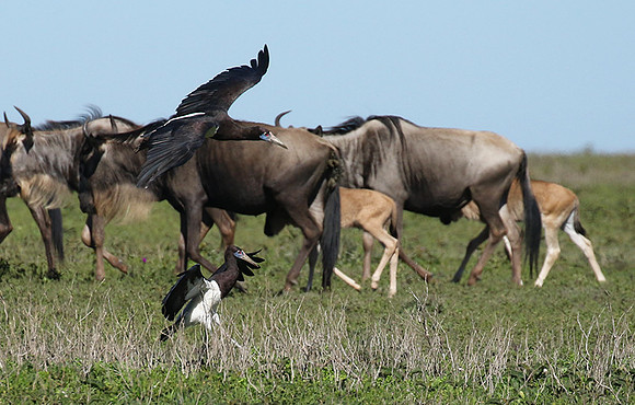 Abdim's stork -Mwiba