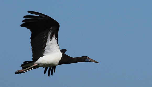 Abdim's stork -Mwiba