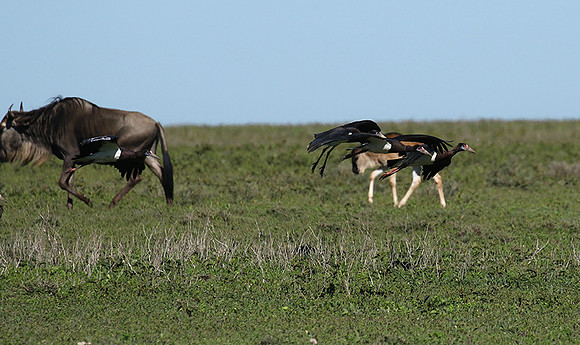 Abdim's stork -Mwiba