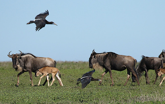 Abdim's stork -Mwiba