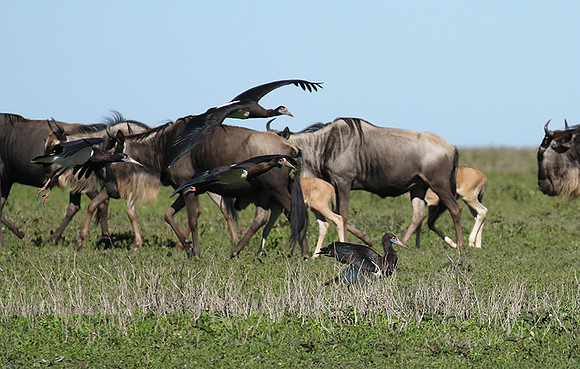 Abdim's stork -Mwiba
