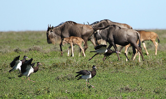 Abdim's stork - Mwiba