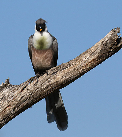 Bare-faced goaway bird - Tarangire