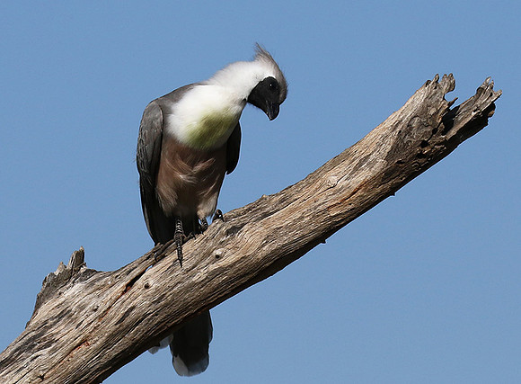 Bare-faced goaway bird - Tarangire