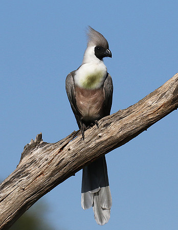 Bare-faced goaway bird - Tarangire