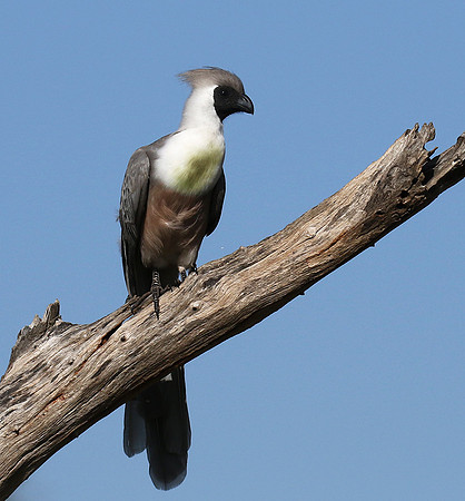 Bare-faced goaway bird - Tarangire