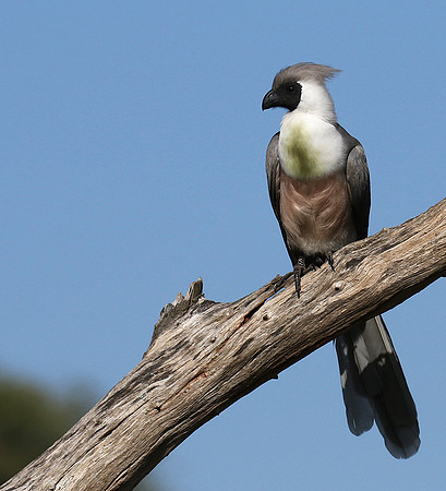 Bare-faced goaway bird - Tarangire