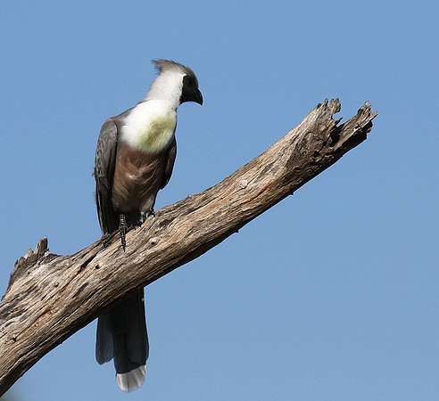 Bare-faced goaway bird - Tarangire