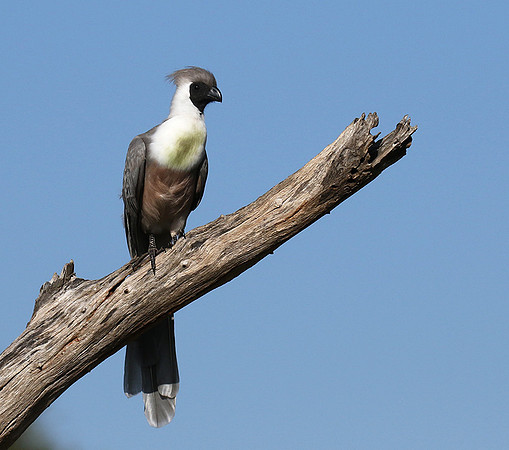 Bare-faced goaway bird - Tarangire