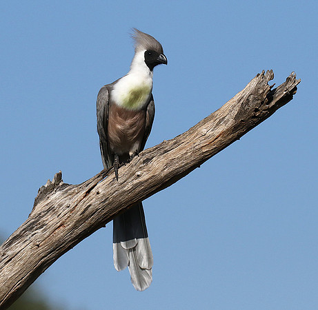 Bare-faced goaway bird - Tarangire