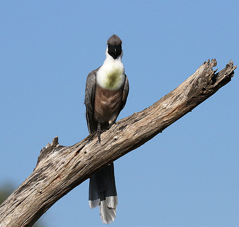 Bare-faced goaway bird - Tarangire