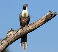Bare-faced goaway bird - Tarangire