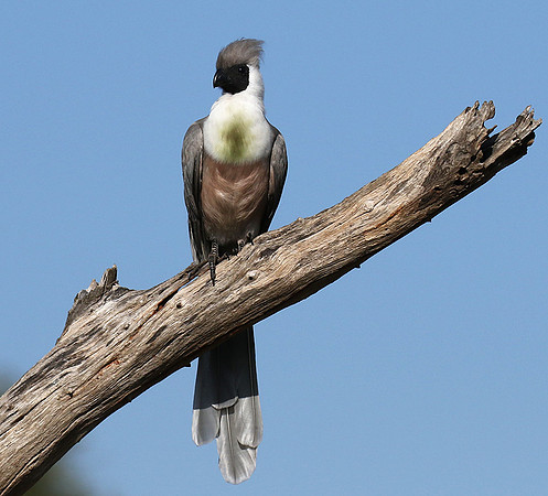 Bare-faced goaway bird - Tarangire