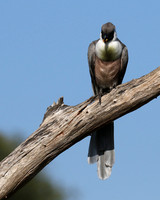 Bare-faced goaway bird - Tarangire
