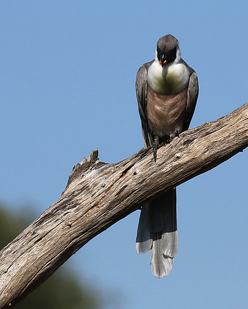 Bare-faced goaway bird - Tarangire