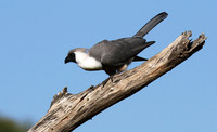 Bare-faced goaway bird - Tarangire