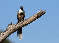 Bare-faced goaway bird - Tarangire