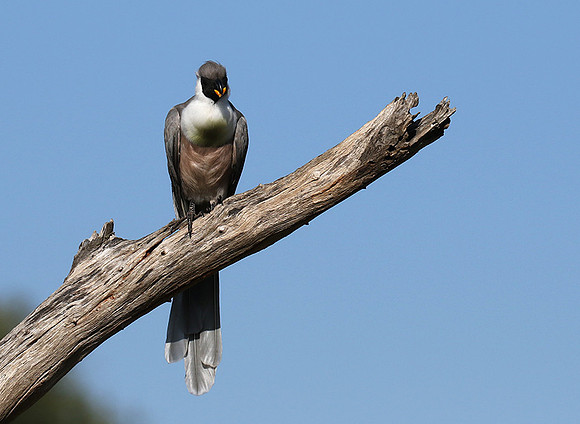 Bare-faced goaway bird - Tarangire