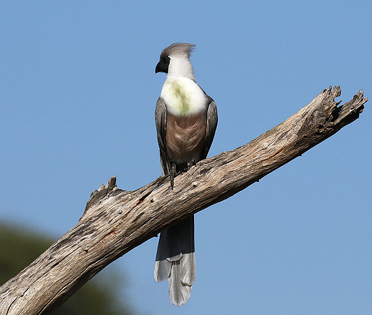 Bare-faced goaway bird - Tarangire
