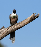 Bare-faced goaway bird - Tarangire