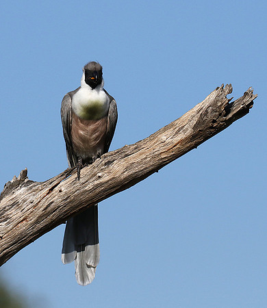 Bare-faced goaway bird - Tarangire