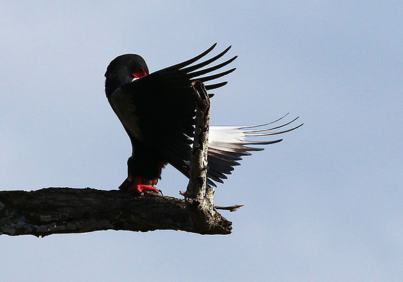Bateleur eagle - Tarangire
