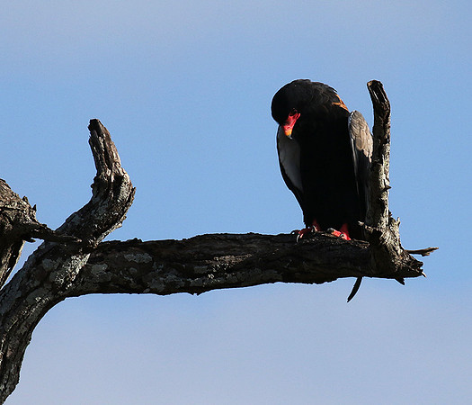 Bateleur eagle - Tarangire