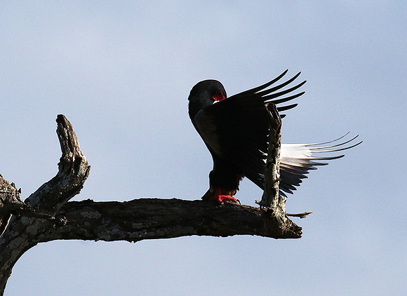 Bateleur eagle - Tarangire