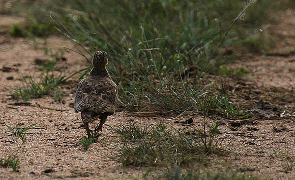 Black-faced sandgrouse - Mwiba