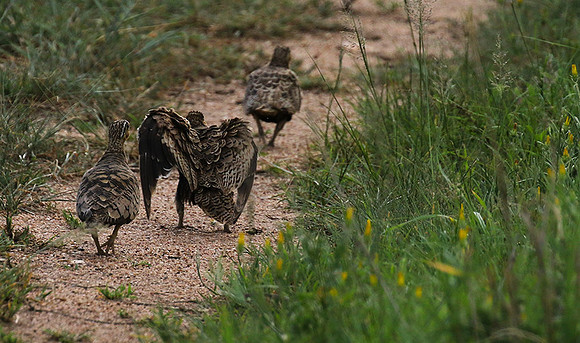 Black-faced sandgrouse - Mwiba