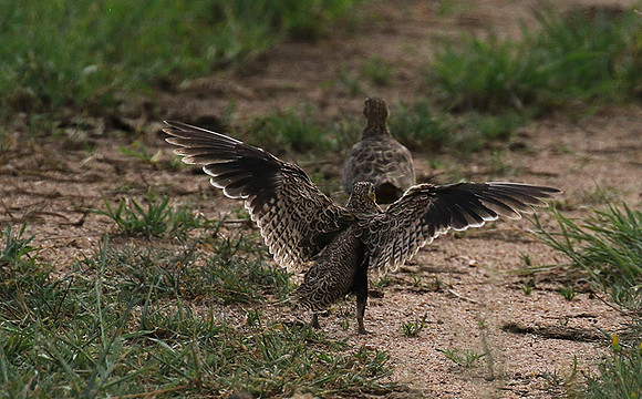 Black-faced sandgrouse - Mwiba