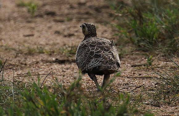 Black-faced sandgrouse - Mwiba