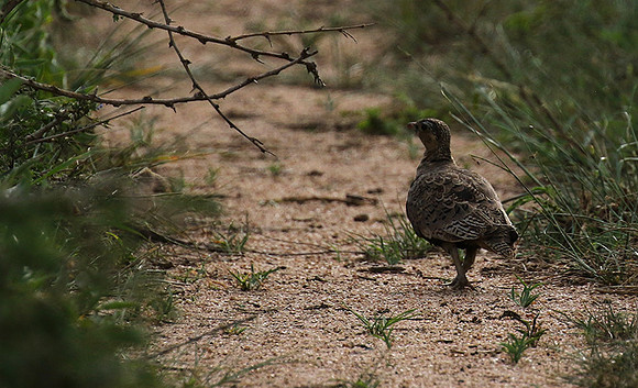 Black-faced sandgrouse - Mwiba