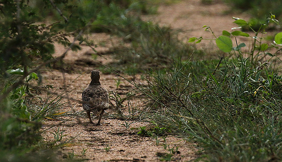 Black-faced sandgrouse - Mwiba