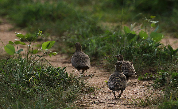 Black-faced sandgrouse - Mwiba