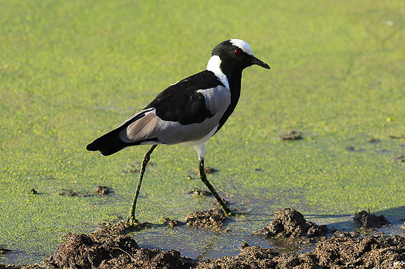 Blacksmith lapwing  - Chem Chem