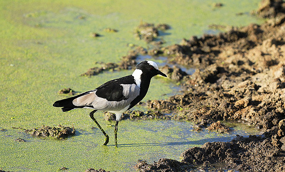 Blacksmith lapwing  - Chem Chem