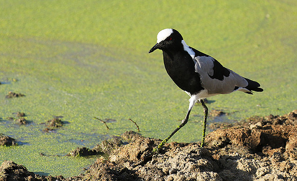 Blacksmith lapwing  - Chem Chem