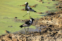 Lapwings