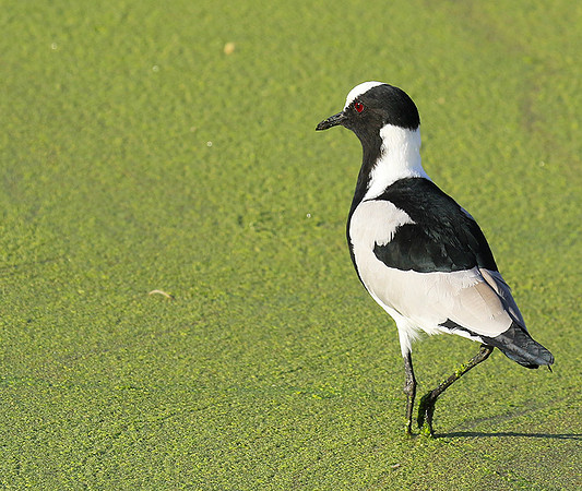 Blacksmith lapwing  - Chem Chem