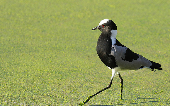 Blacksmith lapwing  - Chem Chem