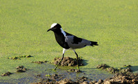 Blacksmith lapwing  - Chem Chem