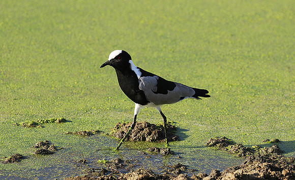 Blacksmith lapwing  - Chem Chem