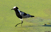 Blacksmith lapwing  - Chem Chem