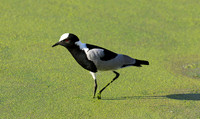 Blacksmith lapwing  - Chem Chem