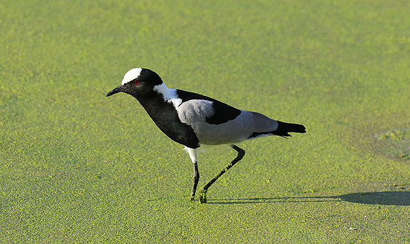 Blacksmith lapwing  - Chem Chem