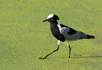 Blacksmith lapwing  - Chem Chem
