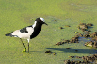 Blacksmith lapwing  - Chem Chem