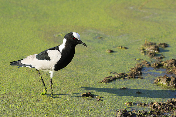 Blacksmith lapwing  - Chem Chem