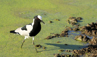 Blacksmith lapwing  - Chem Chem